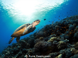 turtle swimming gracefully over the reef by Rune Rasmussen 